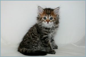 Male Siberian Kitten from Deedlebug Siberians